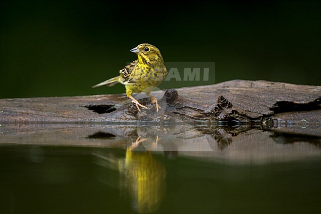 manual updated stock-image by Agami/Marc Guyt,