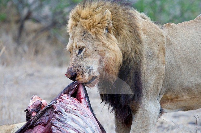 Mannetje Afrikaanse Leeuw etend van prooi; Male African Lion feeding on prey stock-image by Agami/Marc Guyt,