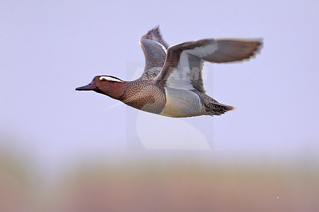 Mannetje Zomertaling in de vlucht; Male Garganey in flight stock-image by Agami/Daniele Occhiato,