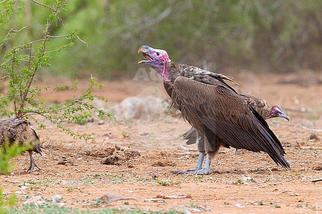 Lappet-faced vulture (Torgos tracheliotos), side view of an immature swallowing a bone, Mpumalanga, South Africa stock-image by Agami/Saverio Gatto,