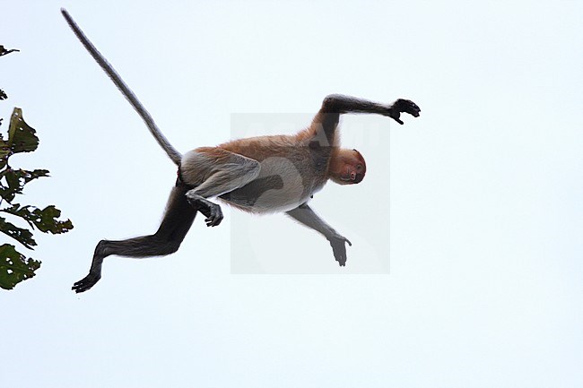 Proboscis Monkey or Bekantan (Nasalis larvatus) jumping from one site of river to the other side of the Kinabatangan rive in Sabah, Borneo, Malaysia. stock-image by Agami/James Eaton,