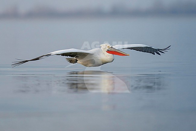 Dalmatian Pelican (Pelecanus crispus) flying over water of lake Kerkini in Greece. stock-image by Agami/Marcel Burkhardt,