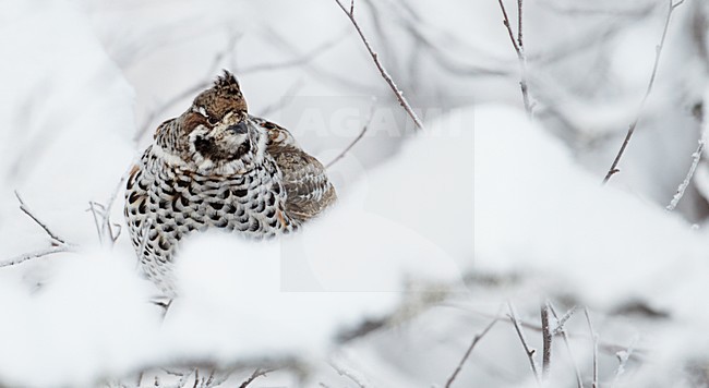 Mannetje Hazelhoen foeragerend in besneeuwde struiken; Male Hazel Grouse feeding in snow covered trees stock-image by Agami/Markus Varesvuo,