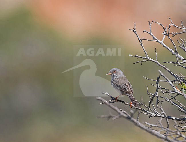 Female Balearic warbler (Curruca balearica) on Mallora island, Spain. stock-image by Agami/Pete Morris,