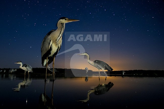 Blauwe Reiger staand in meer tegen sterrenhemel; Grey Heron standing in a lake during a star filled night stock-image by Agami/Bence Mate,