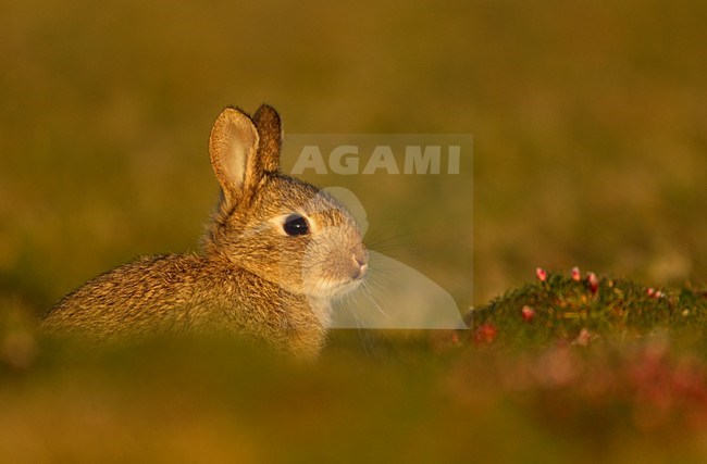 Jonge Europees Konijntje; Young European Rabbit stock-image by Agami/Danny Green,