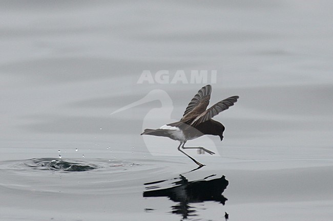  stock-image by Agami/Laurens Steijn,