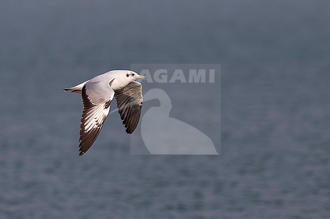 First winter brown-headed gull (Chroicocephalus brunnicephalus) in winter plumage in flight, found in Thailand, Pak Thale stock-image by Agami/Mathias Putze,