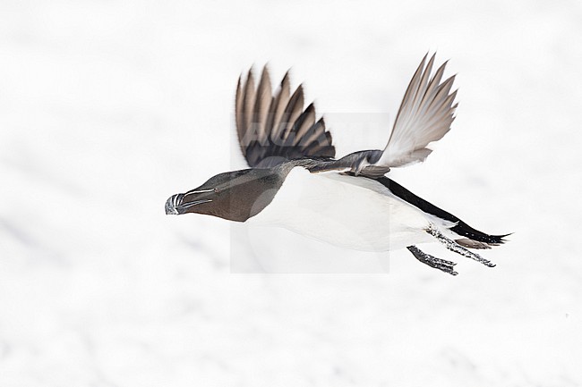  stock-image by Agami/Menno van Duijn,