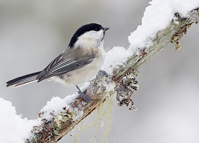 Matkop op tak met sneeuw; Willow Tit on branch with snow stock-image by Agami/Markus Varesvuo,