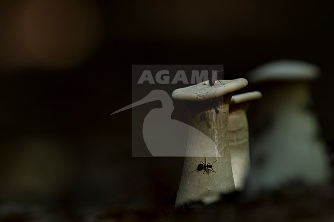 Bosmieren op paddestoel, Wood ants on fungus stock-image by Agami/Rob de Jong,