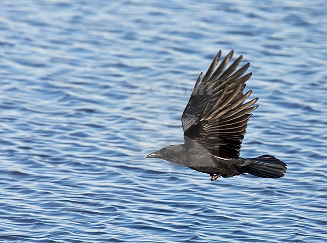 Zwarte Kraai vliegend; Carrion Crow flying stock-image by Agami/Roy de Haas,