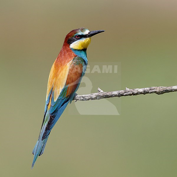 European Bee-eater (Merops apiaster), side view of an adult perched on a branch, Basilicata, Italy stock-image by Agami/Saverio Gatto,