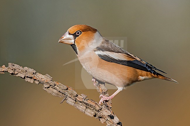 Hawfinch (Coccothraustes coccothraustes) perched on a branch stock-image by Agami/Alain Ghignone,