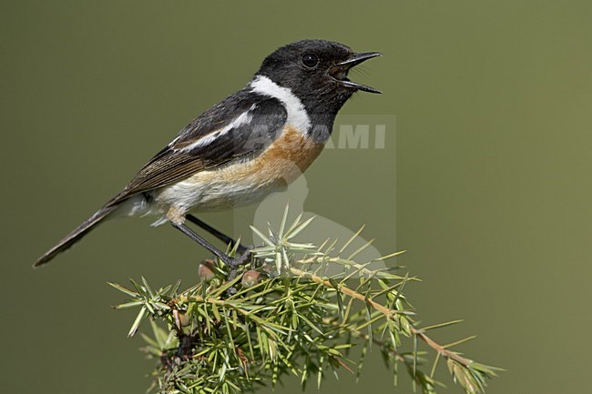 European Stonechat male singing; Roodborsttapuit man zingend stock-image by Agami/Daniele Occhiato,