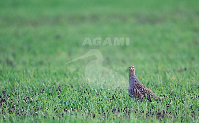 Patrijs in een akker, Grey Partridge in the field stock-image by Agami/Markus Varesvuo,