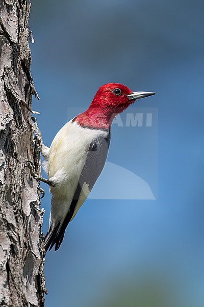 Adult
Montgomery Co., TX
May 2022 stock-image by Agami/Brian E Small,