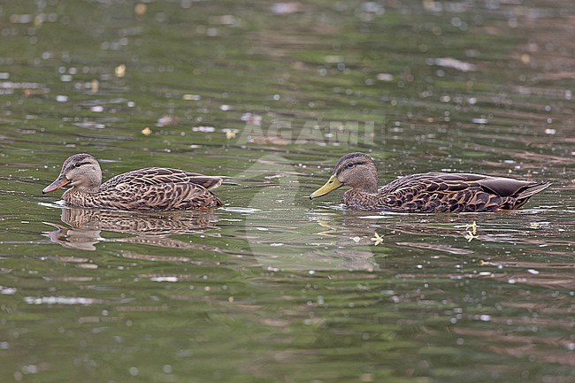 Mexican Duck, Anas diazi, in Western Mexico. Male (right) and female (left) swimming together. stock-image by Agami/Pete Morris,