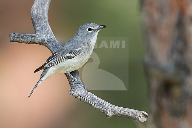 Adult
Boulder Co., CO
June 2023 stock-image by Agami/Brian E Small,