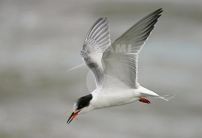 Visdief in vlucht; Common Tern in flight stock-image by Agami/Reint Jakob Schut,