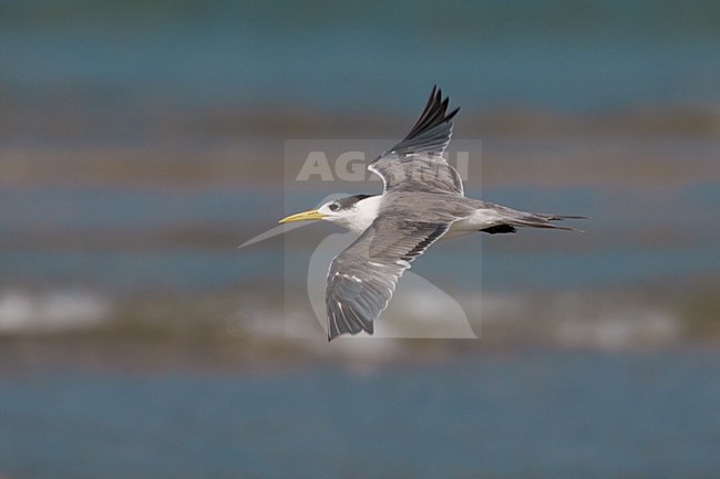 Grote Kuifstern in vlucht; Swift Tern in flight stock-image by Agami/Daniele Occhiato,