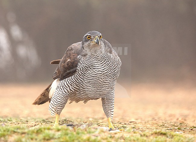 Northern, Goshawk (Accipiter gentilis) adult male perched on a rabbit stock-image by Agami/Roy de Haas,