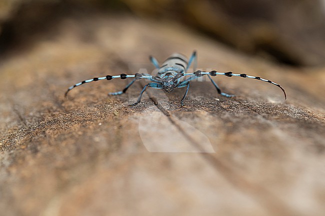 female Alpenboktor, Rosalia longicorn (Rosalia alpina) in frontal view stock-image by Agami/Mathias Putze,