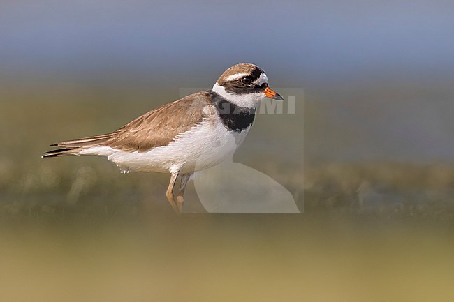 Common Ringed Plover (Charadrius hiaticula) in Italy. stock-image by Agami/Daniele Occhiato,