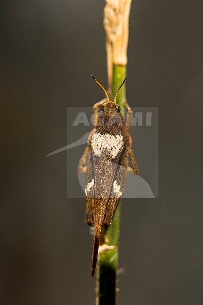  stock-image by Agami/Wil Leurs,