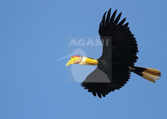 Wrinkled Hornbill (Rhabdotorrhinus corrugatus), also known as Sunda wrinkled hornbill, in flight over Kinabatangan on Sabah, Borneo Malaysia. stock-image by Agami/James Eaton,