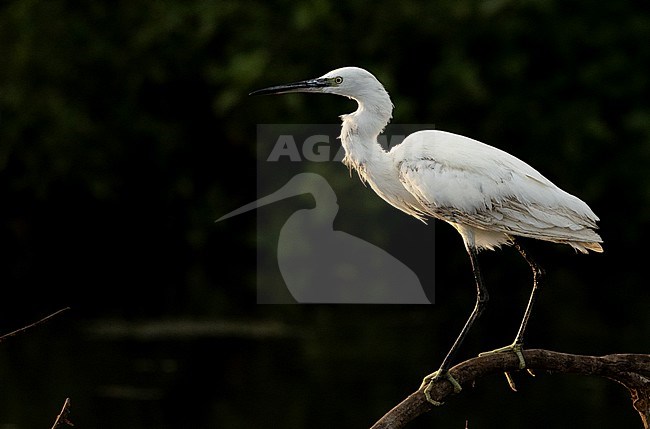Western Reef Heron (Egretta gularis gularis) at Sal, Cape Verde stock-image by Agami/Eduard Sangster,