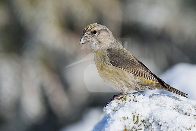 Common Crossbill - Fichtenkreuzschnabel - Loxia curvirostra ssp. curvirostra, Germany, adult female, Type D 'Phantom Crossbill' stock-image by Agami/Ralph Martin,