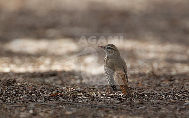 Eastern Rufous-tailed Scrub Robin (Cercotrichas galactotes familiaris), perched on ground in Al Mamzar Park, Dubai, United Arab Emirates. stock-image by Agami/Helge Sorensen,