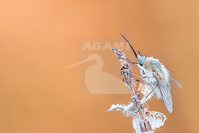 Bombylius cinerascens - Aschgrauer Wollschweber, Germany (Baden-Württemberg), imago, female stock-image by Agami/Ralph Martin,
