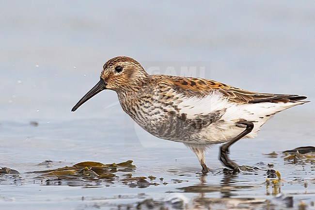 A Dunlin, Calidris alpina, in summer plumage is foraging in the shallow water. stock-image by Agami/Jacob Garvelink,