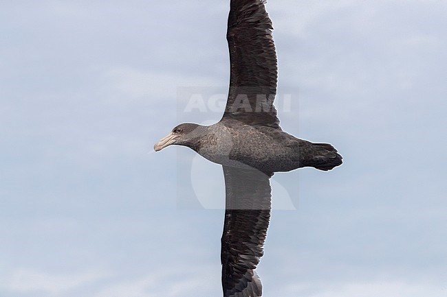 Northern Giant Petrel (Macronectes halli), immature in flight seen from below, Western Cape, South Africa stock-image by Agami/Saverio Gatto,