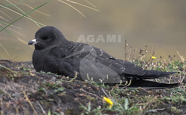 Juveniele Kleinste Jager; Juvenile Long-tailed Jaeger stock-image by Agami/Hans Gebuis,