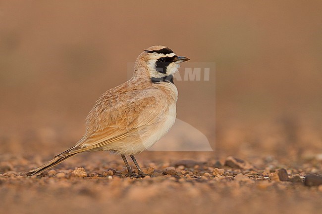 Temminck's Horned Lark - Saharaohrenlerche - Eremophila bilopha, Morocco stock-image by Agami/Ralph Martin,
