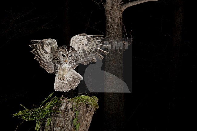 Tawny Owl (Strix aluco) in the Aosta valley in northern Italy. Landing on a old tree stump in a dark forest. stock-image by Agami/Alain Ghignone,