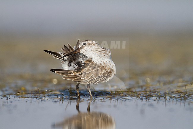 Broad-billed Sandpiper - SumpflÃ¤ufer - Limicola falcinellus, Oman, 2nd cy stock-image by Agami/Ralph Martin,