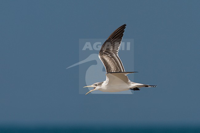 Grote Kuifstern in vlucht; Swift Tern in flight stock-image by Agami/Daniele Occhiato,