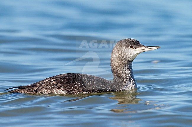 Red-throated Loon - Sterntaucher - Gavia stellata, Germany, 1st cy stock-image by Agami/Ralph Martin,
