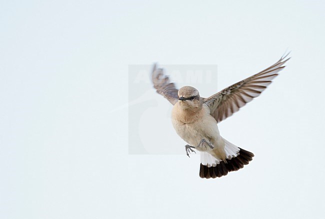 Mannetje Tapuit in de vlucht; Male Northern Wheatear in flight stock-image by Agami/Markus Varesvuo,