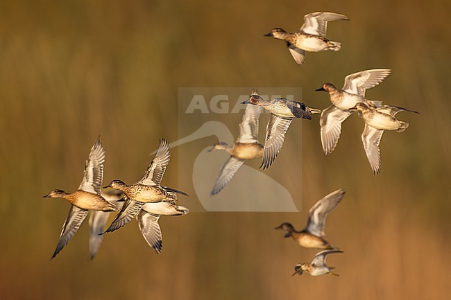 Eurasian Teal, Anas crecca, in Italy. stock-image by Agami/Daniele Occhiato,
