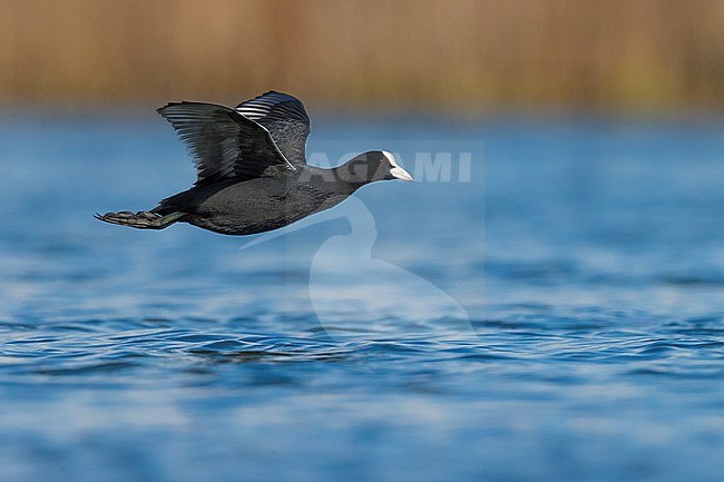 Eurasian Coot, Fulica atra, at a lake in Italy. stock-image by Agami/Daniele Occhiato,