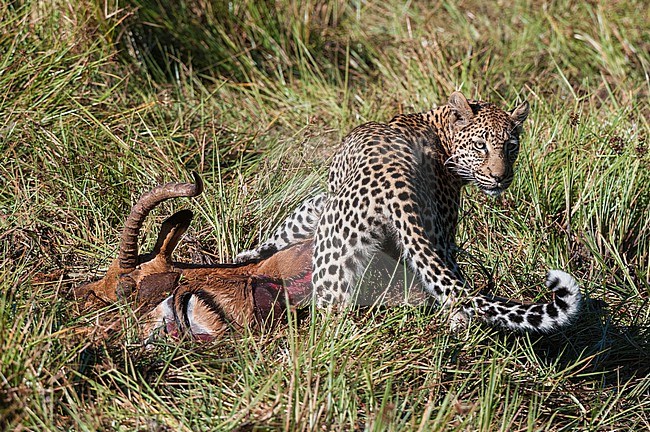 A leopard, Panthera pardus, feeding on an impala carcass in tall grass. Khwai Concession Area, Okavango Delta, Botswana. stock-image by Agami/Sergio Pitamitz,