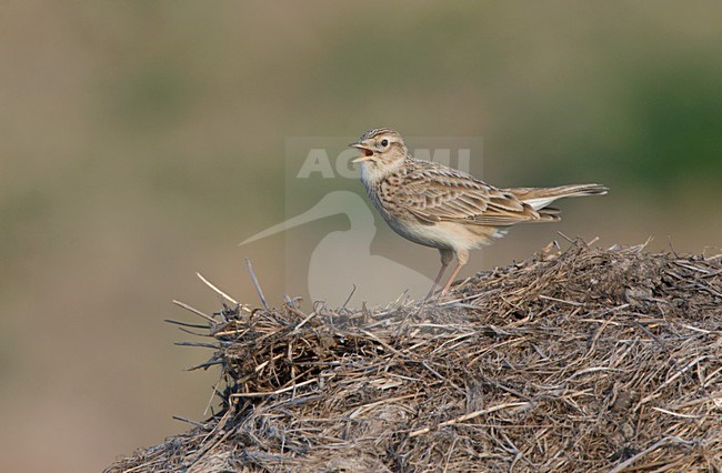 Eurasian Skylark singing; Veldleeuwerik zingend stock-image by Agami/Ran Schols,