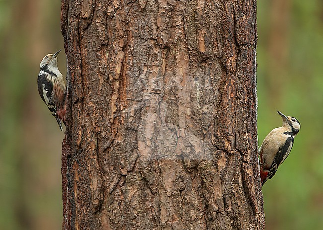 Middle spotted woodpecker (Leiopicus medius) and Great spotted woodpecker (Dendrocopos major) together on a tree stock-image by Agami/Lennart Verheuvel,