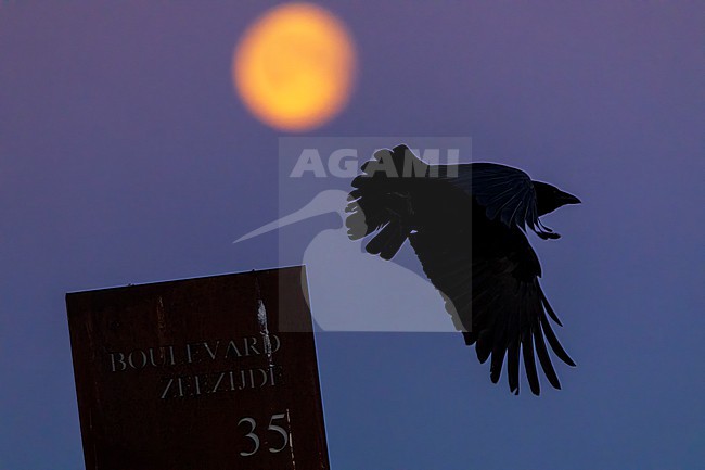 Carrion Crow (Corvus corone) at Katwijk, Netherlands. At dusk with the moon in the background. stock-image by Agami/Marc Guyt,