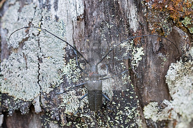 Monochamus galloprovincialis - Pine Sawyer - Gefleckter Langhornbock, Russia (Ural), imago, male stock-image by Agami/Ralph Martin,